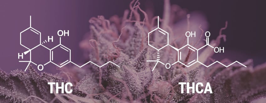 ¿Que es mas potente? THCA Resina Viva VS Diamantes Liquidos